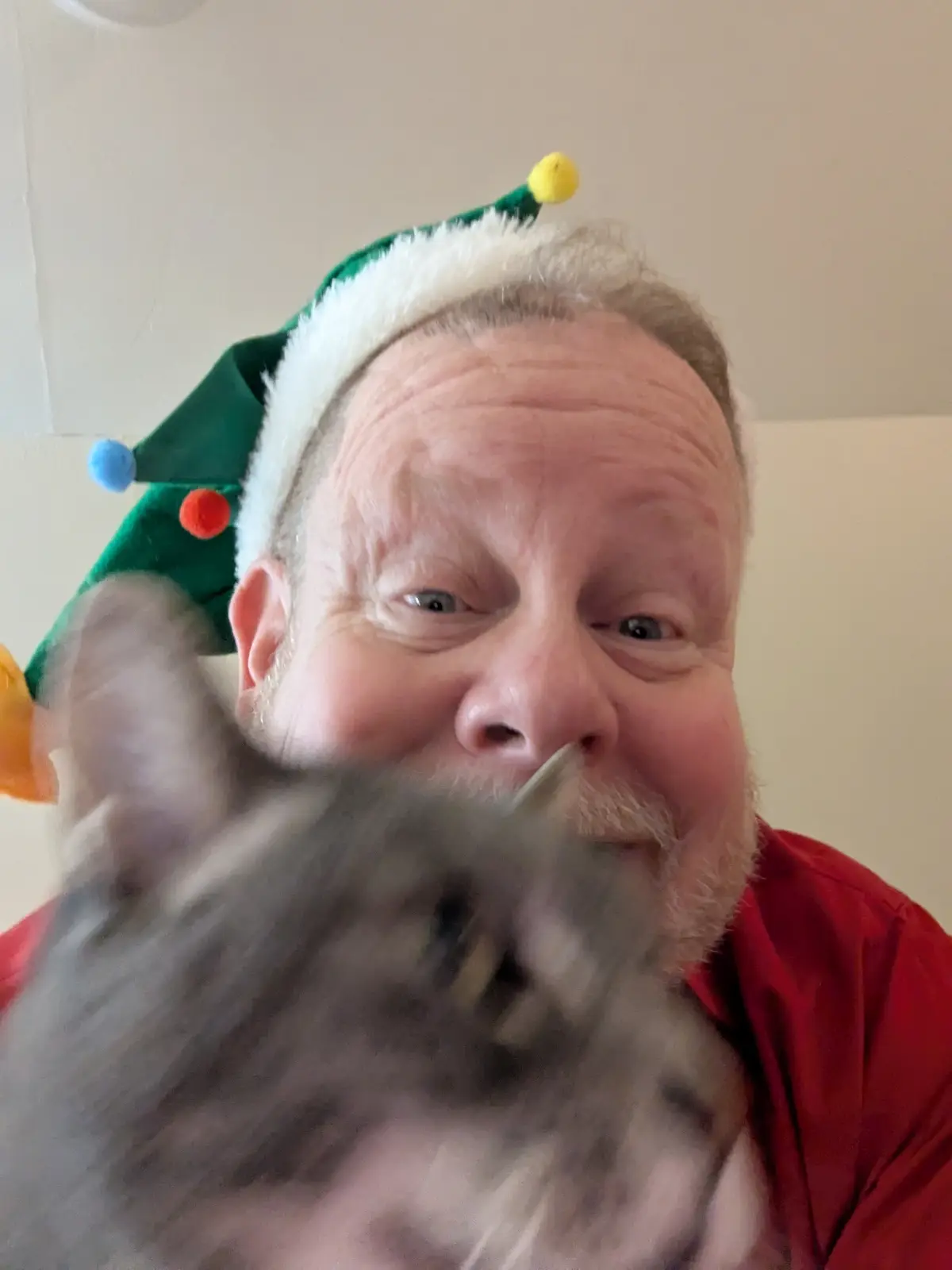 A man wearing a green and white elf hat with colorful pom-poms and a red shirt holds a grey cat in front of his face…