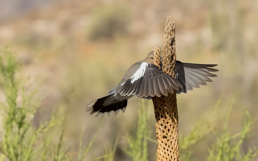 A bird with brown and white wings is perched on a weathered, hole-pocked wooden post in a dry, brushy landscape. The bird…