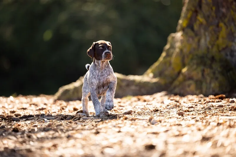 A young, brown-and-white spotted dog stands alert on a forest floor covered in dry leaves and pinecones, looking upward with…