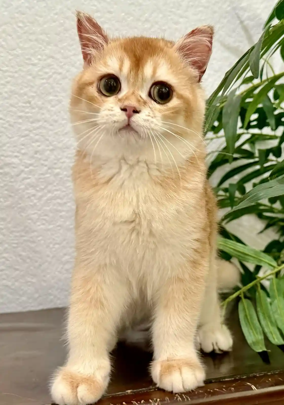 A small, fluffy orange and white kitten with large, round green eyes sits upright on a dark wooden surface, looking upward…