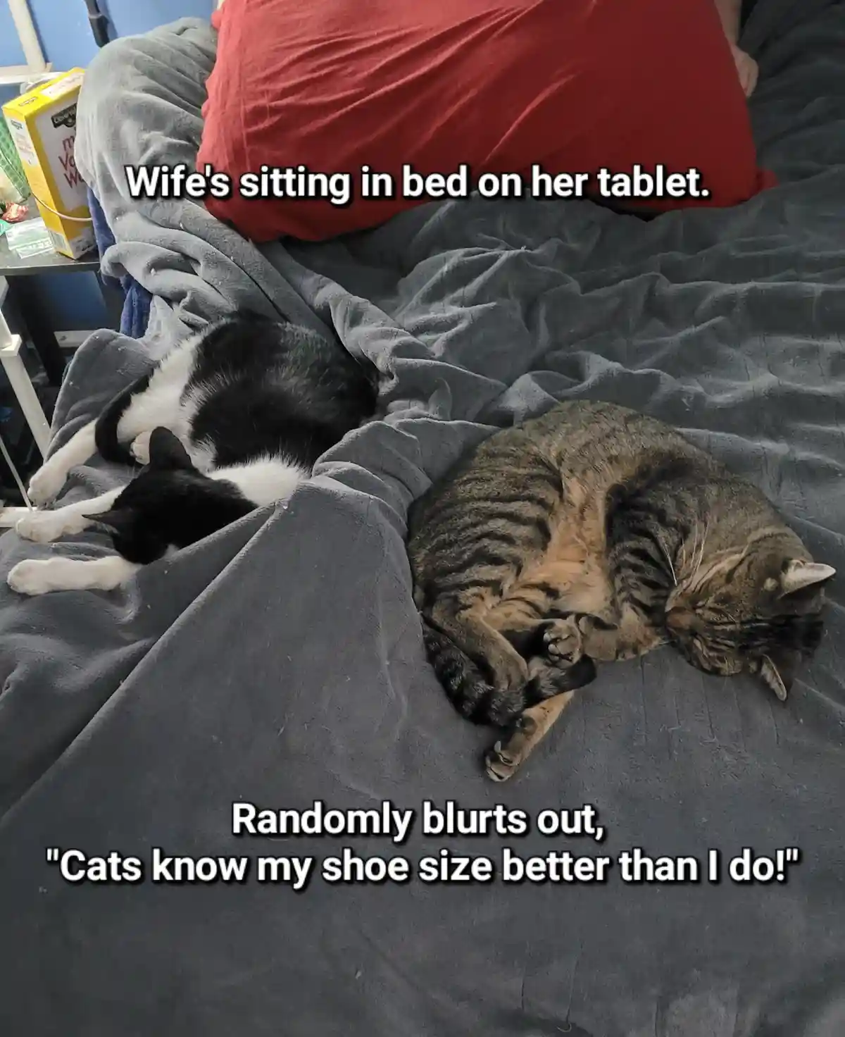 A person is sitting in bed with a red pillow, partially covered by a grey blanket, while two cats sleep peacefully nearby…