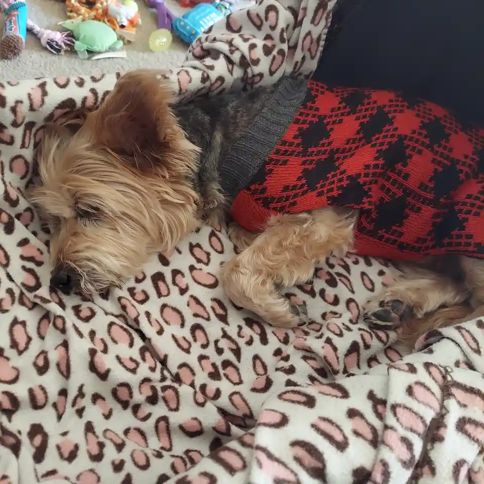 A small, fluffy dog with light brown fur is sleeping soundly on a pink and brown leopard-print blanket. Its head rests on…