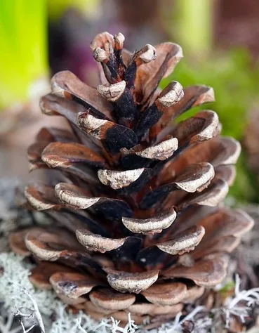 A close-up photograph of a brown, weathered pine cone with open scales, resting on a bed of white lichen against a blurred…