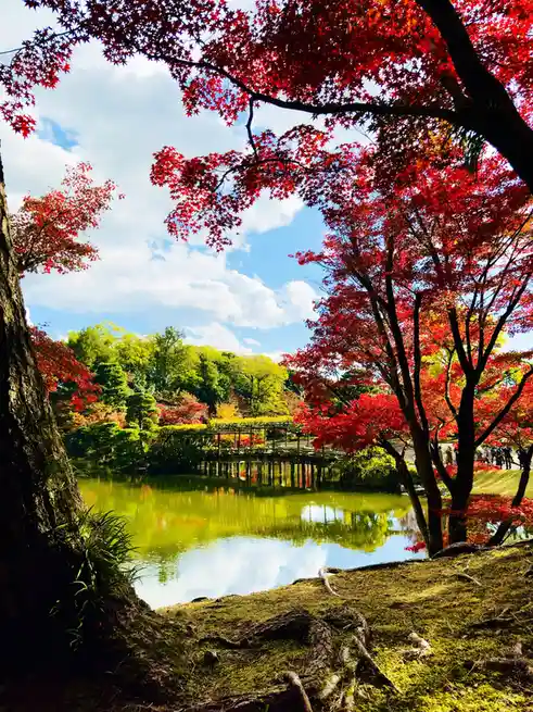 A vibrant autumn scene featuring a serene pond framed by brilliant red maple trees against a blue sky with white clouds. The…