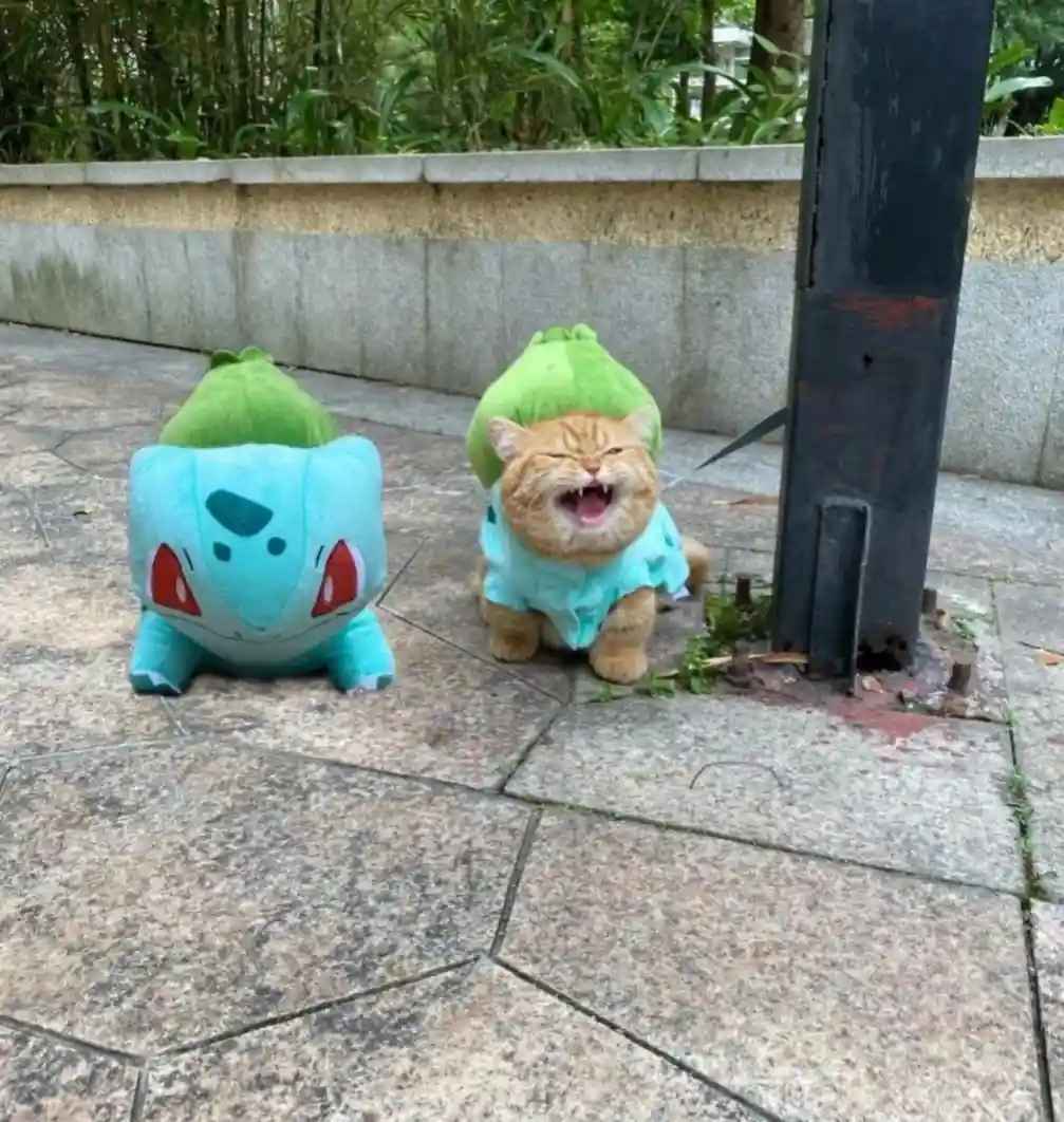 An orange tabby cat wearing a light blue and green plush costume resembling the Pokémon Bulbasaur sits on a tiled patio…