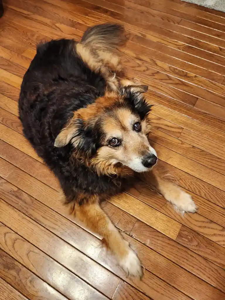 A fluffy black and tan dog lies on a wooden floor, looking up with a tired, soulful expression. The overlaid text reads 'i'm…