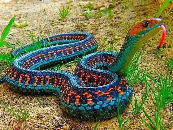 A vibrant, iridescent snake with blue, orange, and black scales coils on sandy ground with sparse green grass. Its head is…