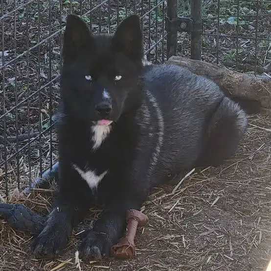 Meet my adorable doggo!
