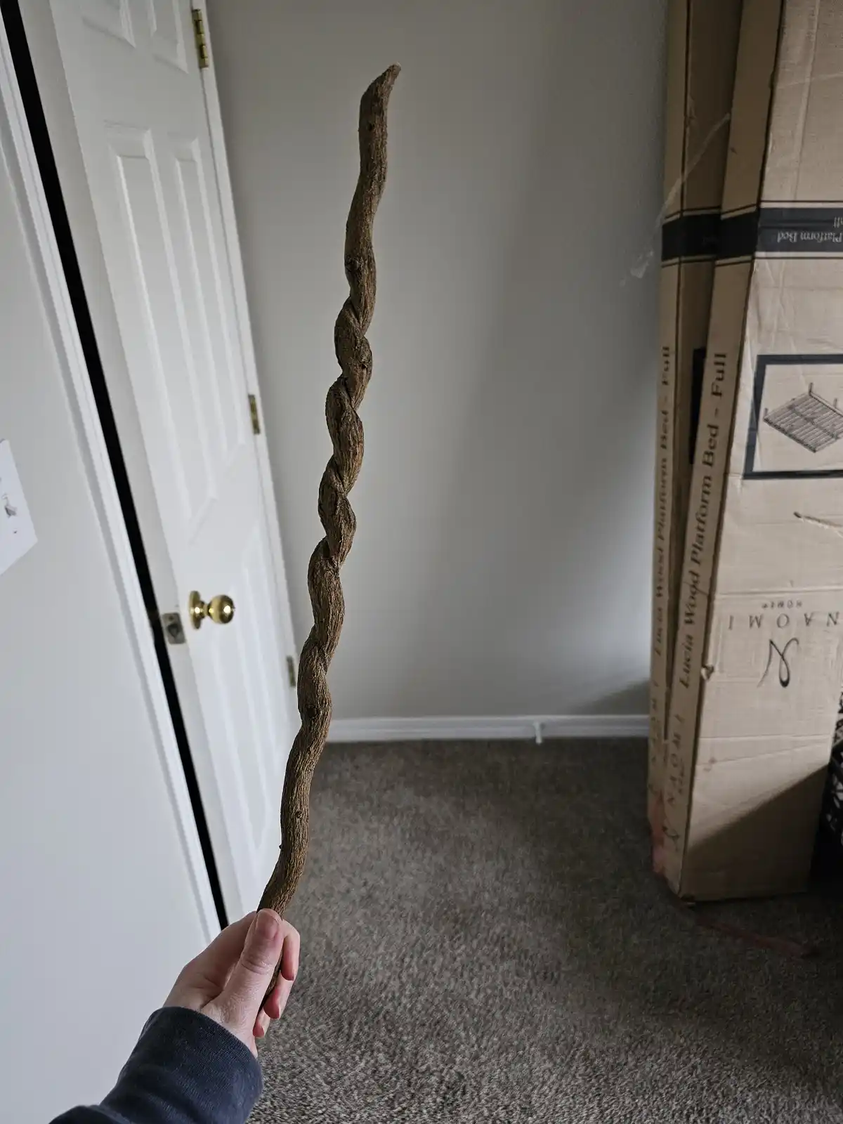A person's hand holds up a long, twisted, gnarled wooden stick resembling a magic wand in a plain indoor room with carpet, a…