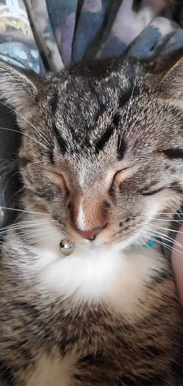 A close-up photo of a tabby cat with a white chest and a small bell collar, peacefully sleeping with its eyes closed. The…