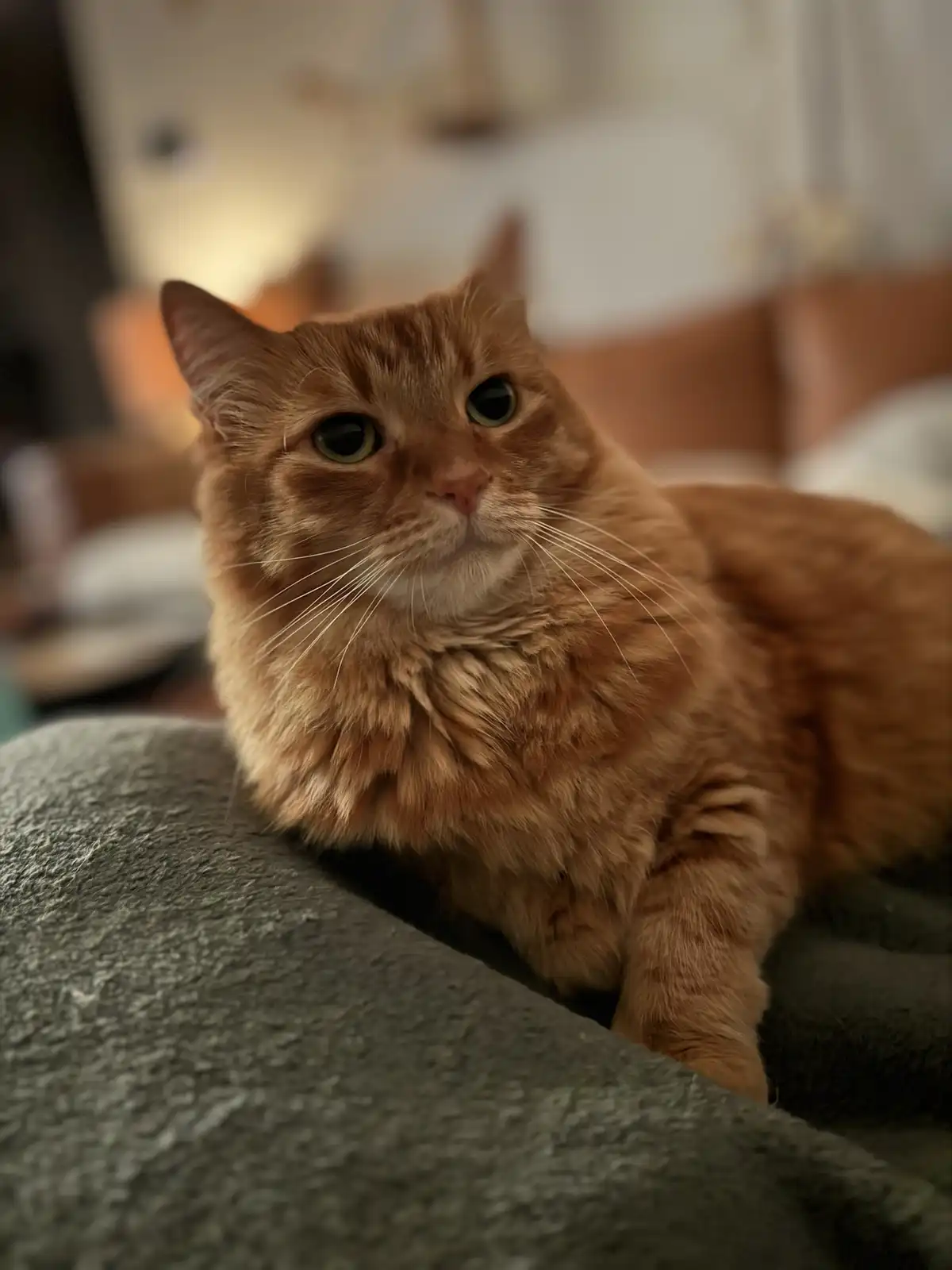 A fluffy orange tabby cat with green eyes sits calmly on a gray textured blanket, looking directly at the camera with a…