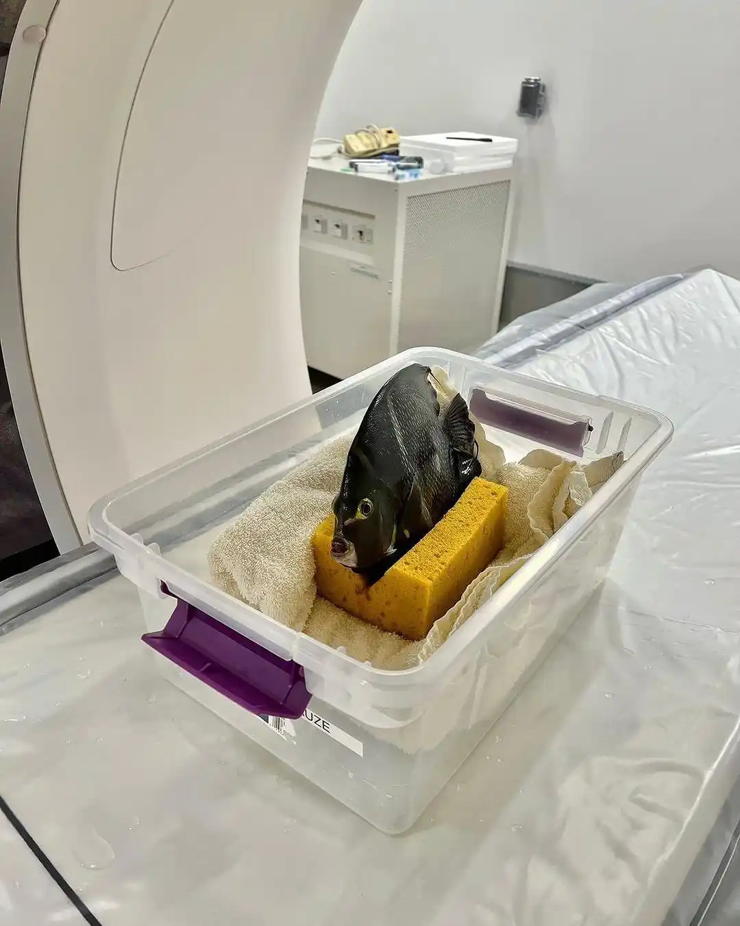 A black fish with yellow eyes is placed inside a clear plastic storage bin with purple latches, resting on a yellow sponge…
