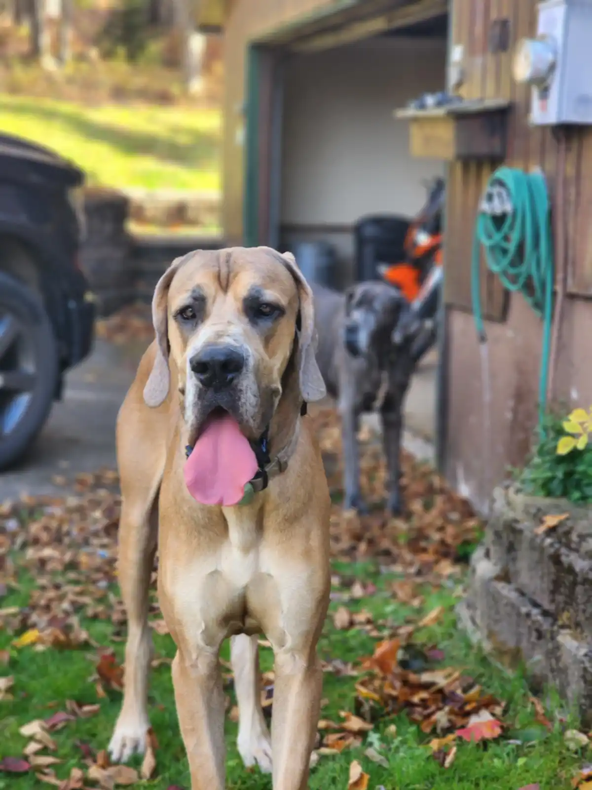 A tan great dane with its tongue out stands in the foreground on grass with fallen leaves, looking at the camera. In the…