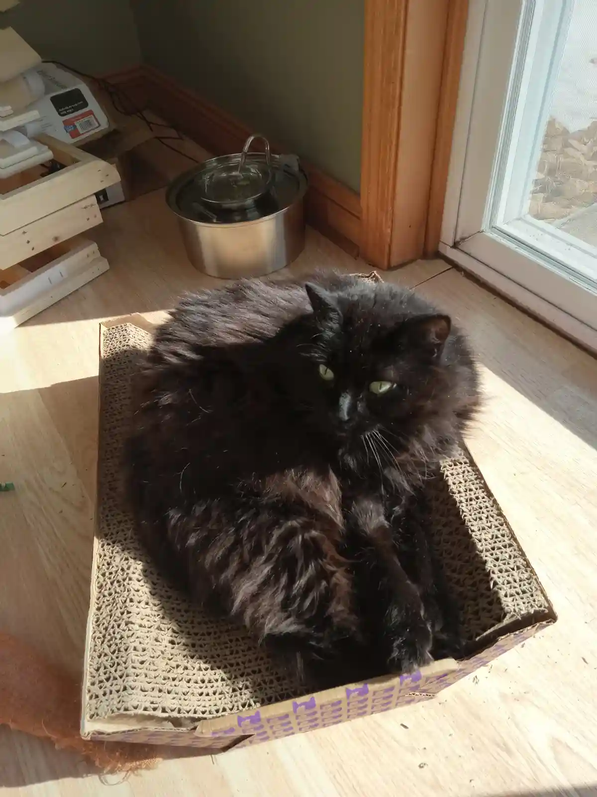 A fluffy black cat with green eyes lounges in a cardboard box on a wooden floor, basking in sunlight near a window. In the…
