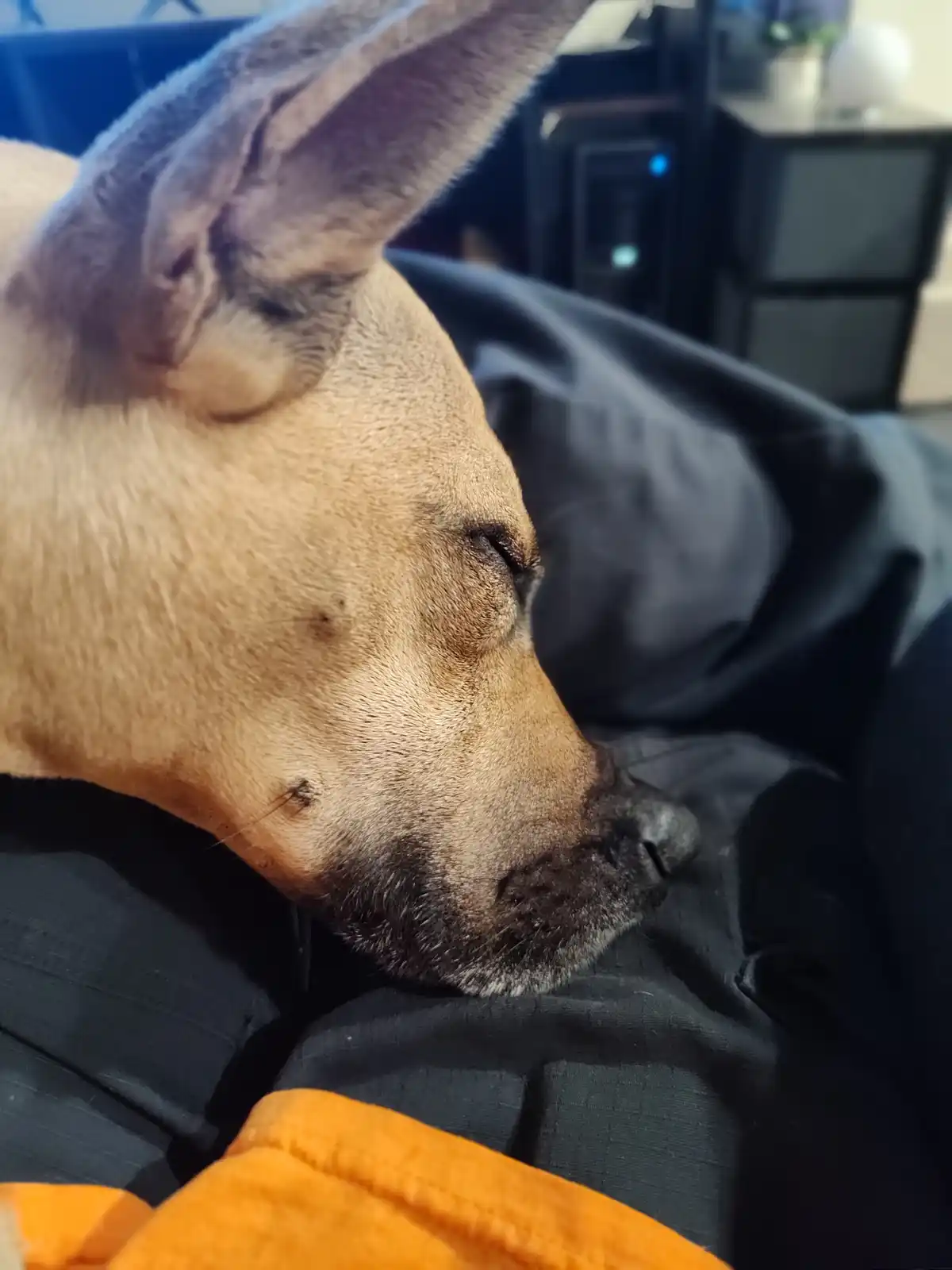A close-up of a tan dog with large ears resting its head on a person's black clothing, eyes closed as if sleeping. The dog's…