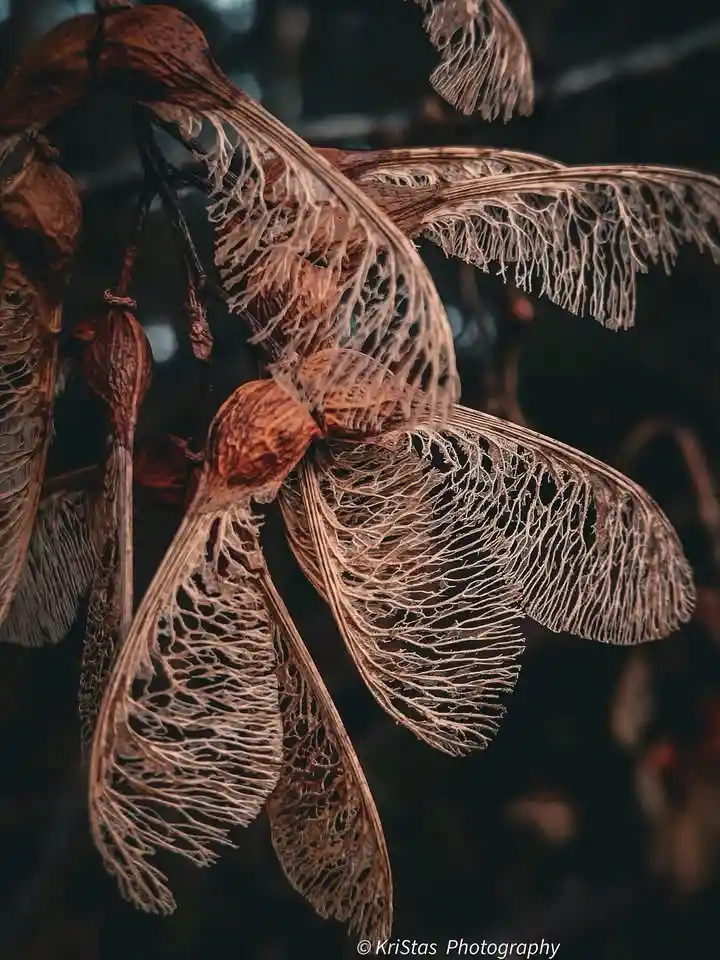 A close-up photograph of dried, brown maple seeds with delicate, lacy wings hanging from a branch against a dark, blurred…