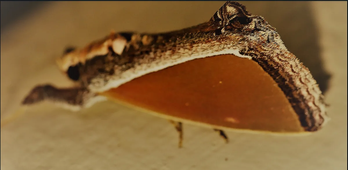A close-up photo of a brown and white moth resting on a surface, its wings folded. The overlaid text reads 'i'm not a moth…