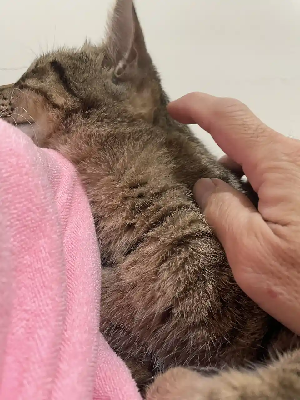 A close-up photo shows a brown tabby cat sleeping peacefully while being gently petted on its back by a human hand. The cat…