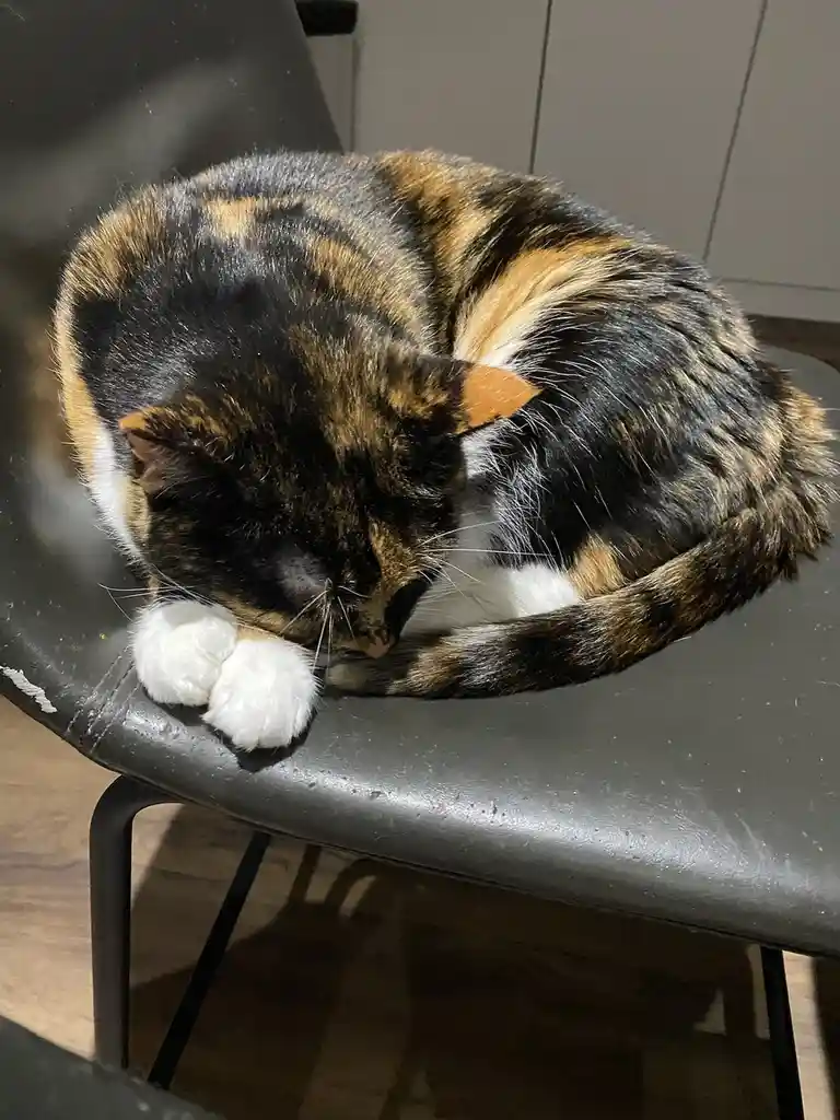 A calico cat with black, orange, and white fur is curled up tightly in a ball on a black chair, its head resting on its…