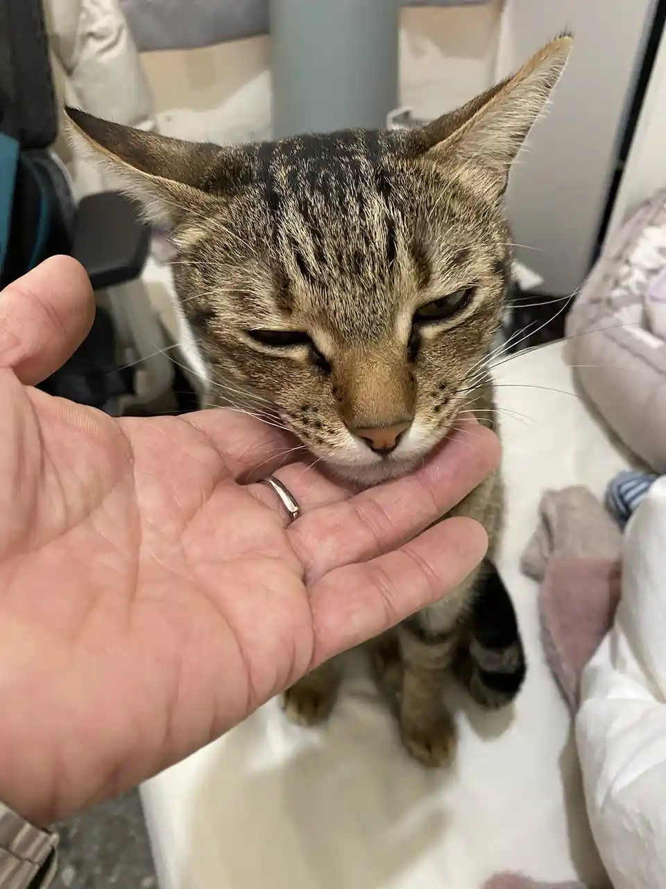 A tabby cat with a grumpy expression, eyes half-closed, is being gently held by a person's hand. The cat's head rests on the…