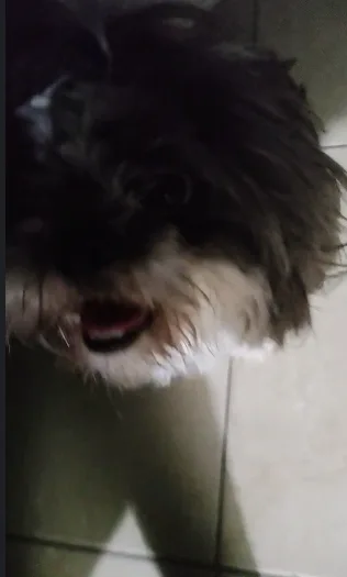 Introducing PANZITO: The Cutest New Sensation!
