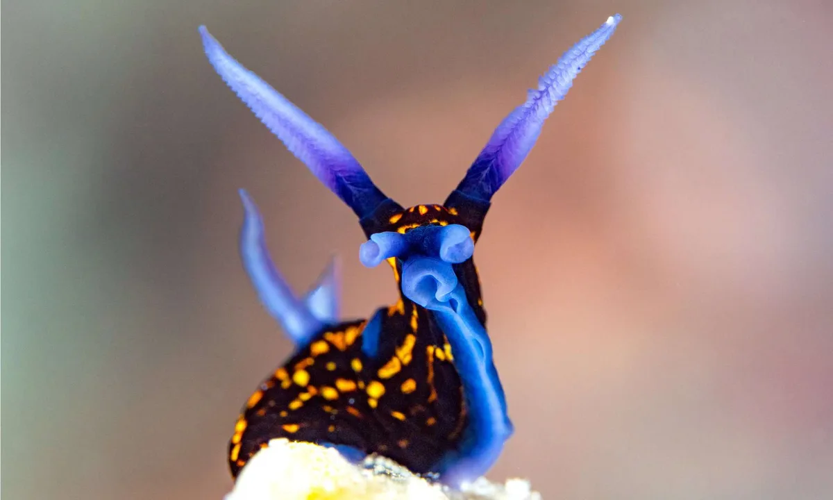 A close-up photo of a colorful sea slug, likely a species of nudibranch, with a black body covered in orange spots and…