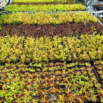 Rows of young Venus flytrap plants in black trays, arranged in neat color gradients from green to red, with overlaid text…