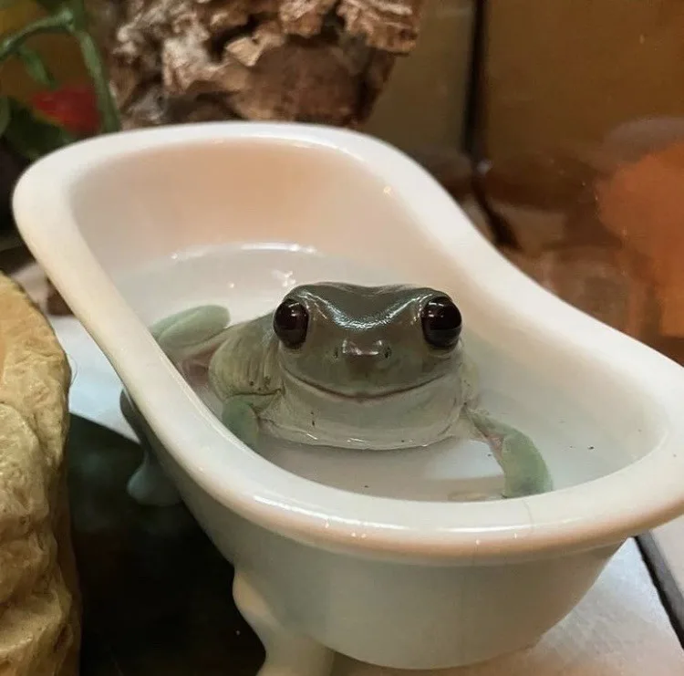 A small green tree frog is sitting in a miniature white porcelain bathtub filled with water, looking directly at the camera…
