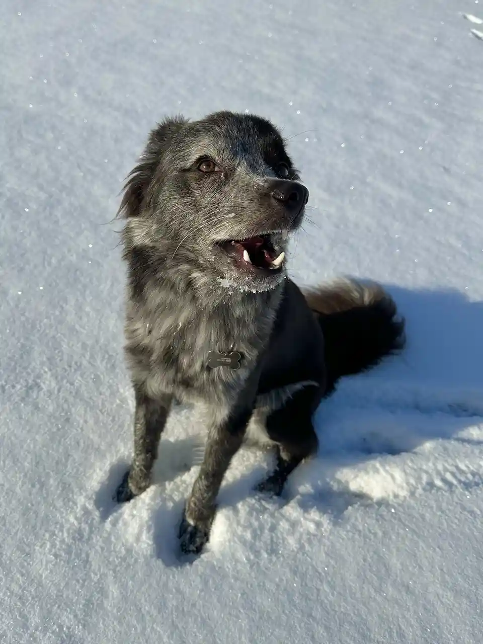 A gray and black dog with snow on its face and mouth sits in deep snow, looking upward with an expression that appears to be…