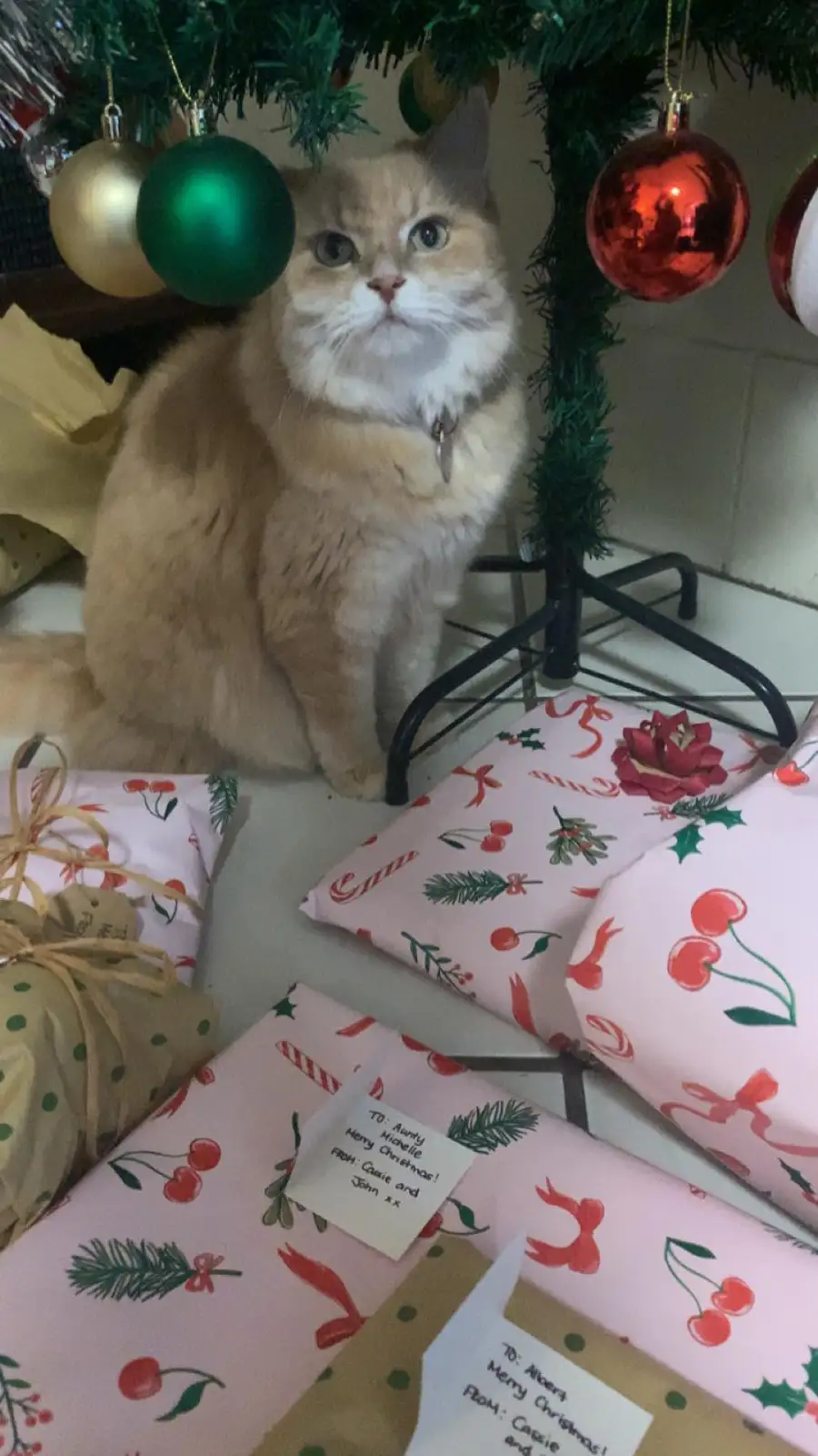A fluffy ginger cat sits solemnly under a decorated Christmas tree surrounded by wrapped presents. One gift has a…