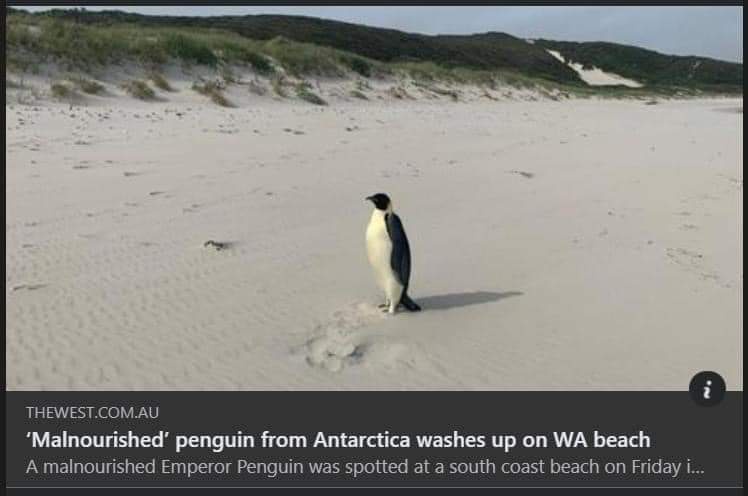 A single, thin-looking emperor penguin stands alone on a wide, sandy beach with dunes in the background. The image is…