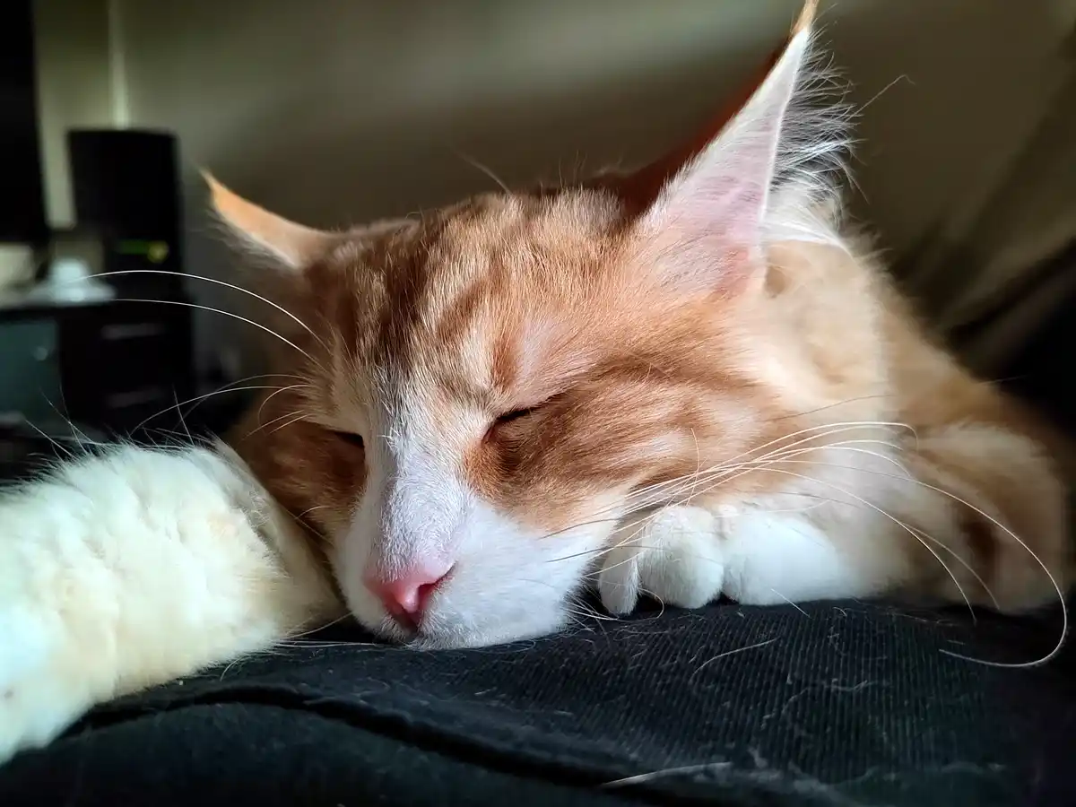 Meet the Adorable Norwegian Forest Cat Saying Hello!