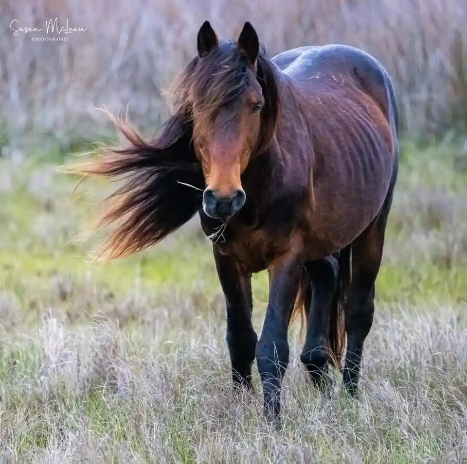 A brown horse with a very thin, ribbed body stands in tall grass, its mane blowing sideways as if in motion. The horse has a…