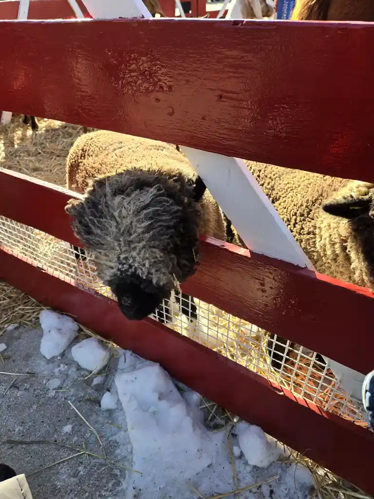 A sheep with a dark, woolly face peers over a red wooden fence, with patches of snow on the ground outside. The overlaid…