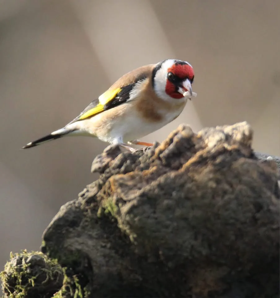 A goldfinch perched on a mossy rock holds a small white object in its beak, with overlaid text reading 'i'm not a bird, i'm…