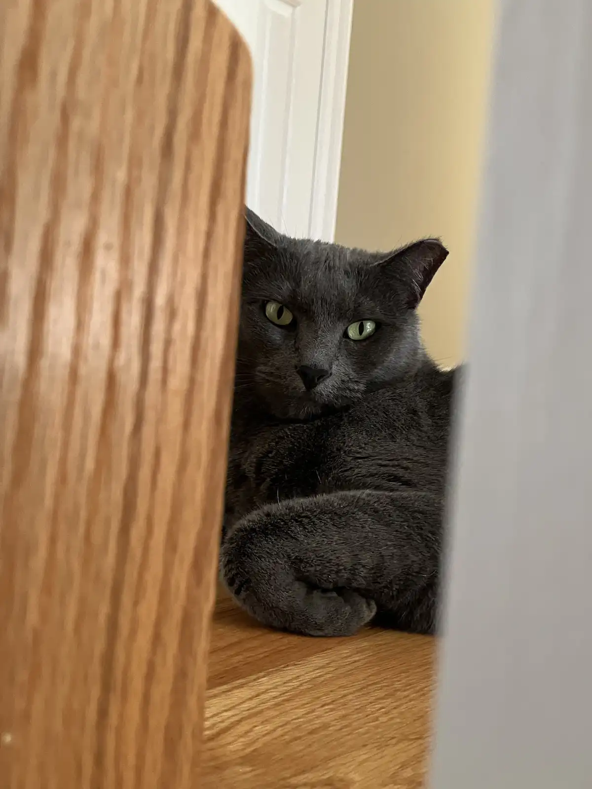 A gray cat with green eyes peeks out from behind a wooden door frame, looking directly at the camera with a stern…