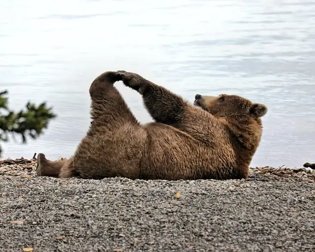 A brown bear is lying on its back on a gravel shore next to water, lifting its front paws up in a yoga-like pose. The…
