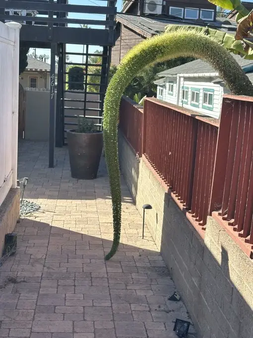 a long, green, spiky plant arches over a brick patio and red fence, resembling a giant snake. The overlaid text reads 'this…