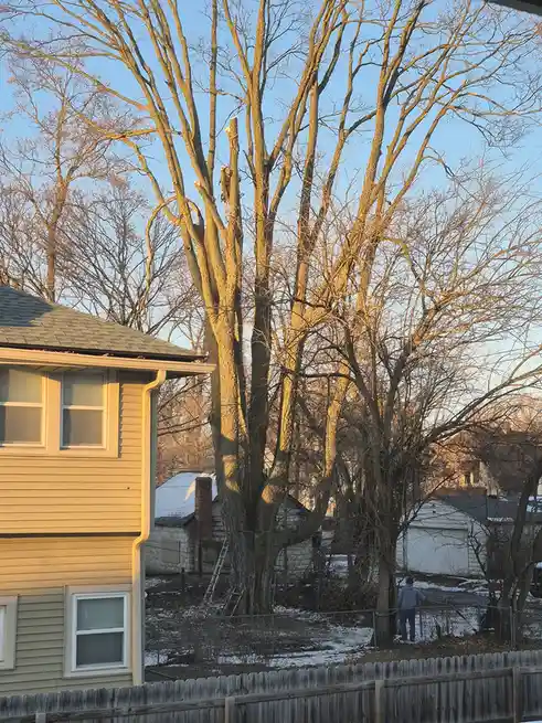 A person is high up in a large, leafless tree being trimmed, with another person standing on the ground nearby holding a…