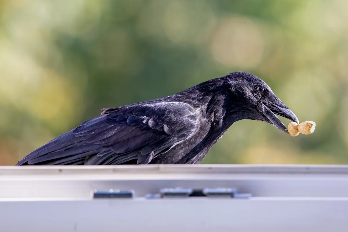 A black bird, likely a crow or raven, is perched on a white surface holding a peanut in its beak. The background is a…
