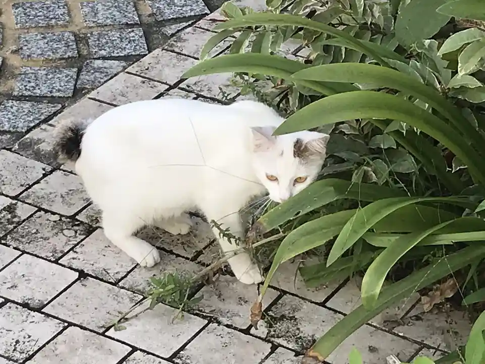 A mostly white cat with a dark-tipped tail and some grey patches on its head is crouched on a stone patio next to green…
