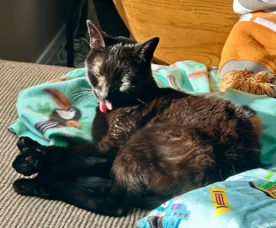 A black cat is lying on a couch, licking its fur while resting on a green blanket with a bird pattern. The cat's eyes are…