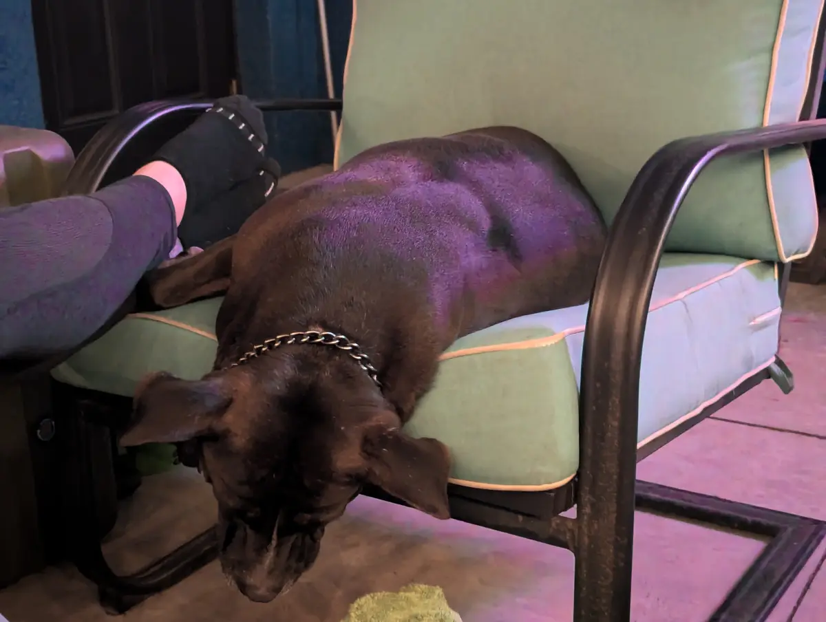 A black dog with a chain collar is sleeping on a green upholstered chair, its head hanging down toward the floor. A person's…