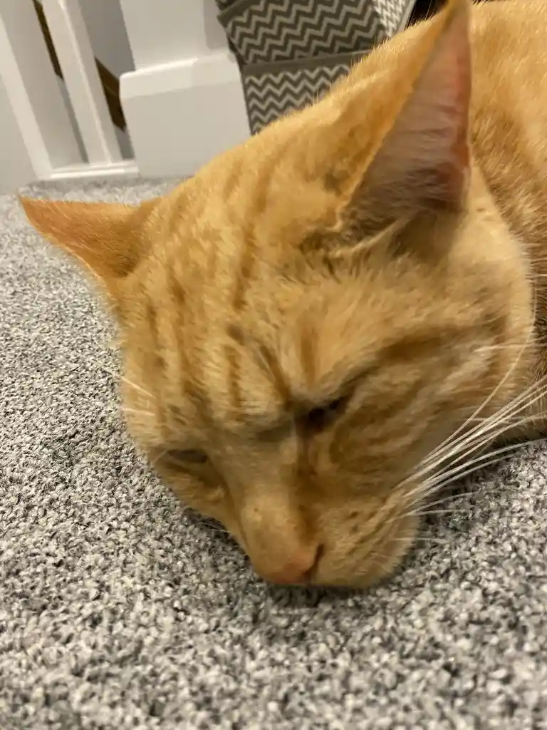 A close-up photo of an orange tabby cat lying on a gray carpet with its eyes half-closed and head slightly lowered…