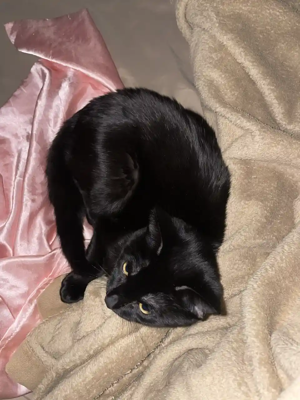 A black cat with yellow eyes is curled up on a beige blanket next to a pink satin fabric, looking up with a sleepy…