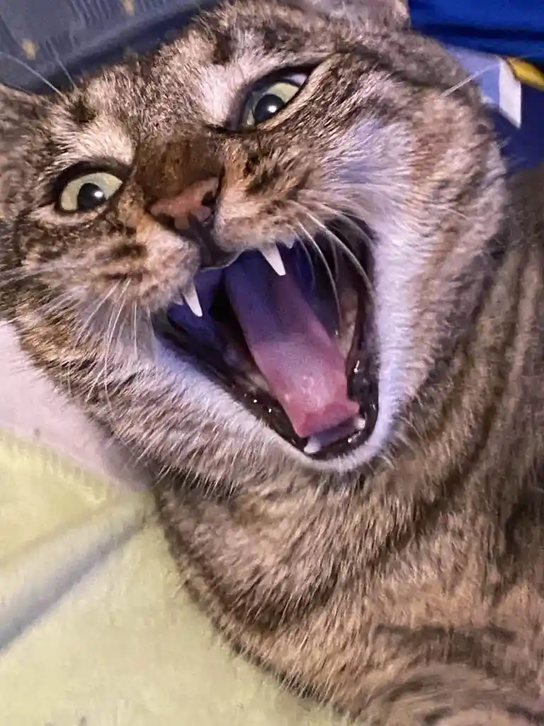 A close-up photo of a tabby cat with wide, startled eyes and its mouth open in a yawn or hiss, showing its teeth and tongue…