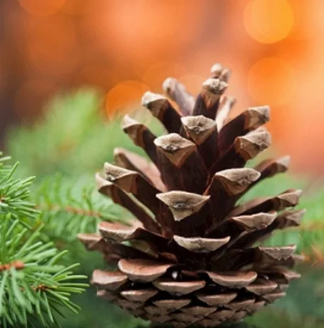 A close-up photograph of a brown pine cone resting on green pine needles, with a warm, out-of-focus orange background. The…