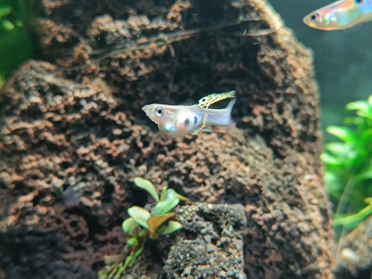 A small, translucent fish with dark spots swims in an aquarium, with a tiny green spider perched on its back. The background…