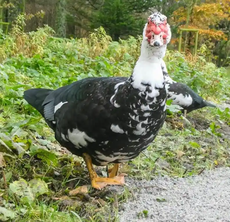 A black-and-white muscovy duck stands in a grassy outdoor area, looking directly at the camera with a comically human-like…