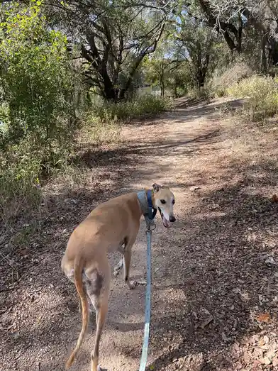 A tan greyhound on a leash stands on a leafy dirt trail in a wooded area, looking back at the camera with its mouth open and…